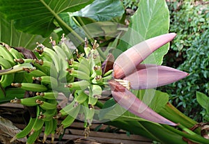 Flowering Banana Plant