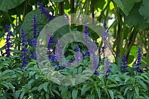 Flowering basil