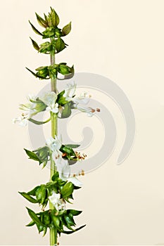 Flowering basil stalk