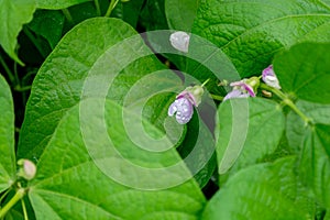 Flowering bean plant with white-lilac flowers and green leaves in the vegetable garden. Selective focus