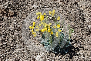 Flowering Bear Poppy (Arctomecon californica) growing in microbiotic soil near Lake Mead, Nevada photo