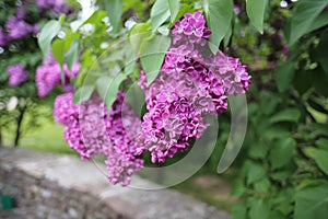 Flowering beautiful Lilac in the botanical garden in the spring