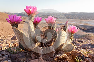 Flowering Beaver Tail Cactus Opuntia basilaris photo