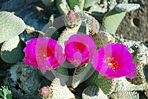 Flowering Beavertail Cactus or Opuntia basilarus near Lake Mead, Nevada