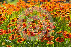 Flowering bed of gaillardia flower