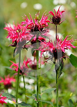 Flowering Bee Balm (Monarda Didyma