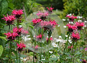 Flowering Bee Balm (Monarda Didyma