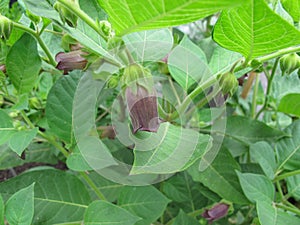 Flowering Belladonna, Atropa belladonna