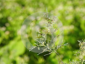 Flowering bent plants in meadow with morning dew