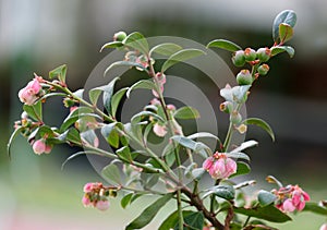 Flowering berry bush Blueberry high lat. Vaccinium corymbosum