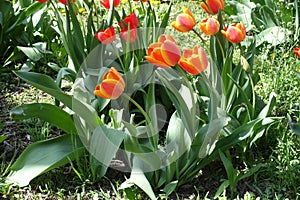 Flowering bicolor reddish yellow and simple red tulips in spring