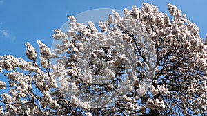 Flowering bignoniaceae ornamental tree with white flowers in the wind on blue sky in spring