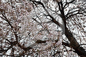 Flowering bignoniaceae tree with white flowers in spring