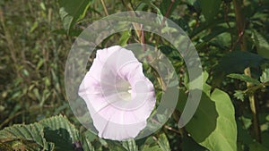 Flowering bindweed, climbing plants. A single flower