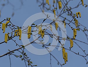 Flowering birch, Betula L