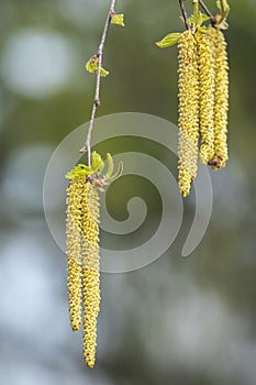 Flowering birch, Betula L