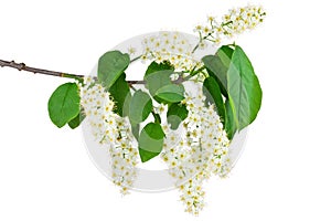 Flowering of bird cherry