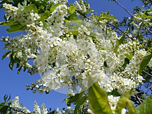 Flowering bird cherry tree