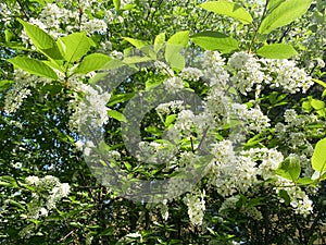 Flowering bird cherry tree, nature floral