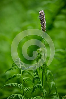 Flowering Bistorta major