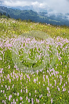 Flowering bistro flowers in the alp landscape