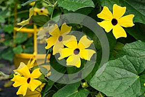 Flowering black eyed susan vine