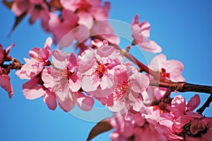 Flowering black plum branch