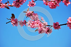 Flowering black plum branch