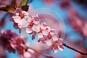 Flowering black plum branch