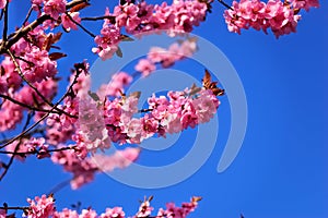 Flowering black plum branch