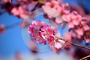 Flowering black plum branch