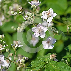 Flowering blackberries, Rubus sectio Rubus