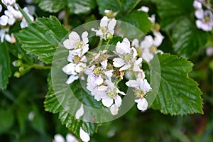 The flowering blackberry is bushy Rubus fruticosus L