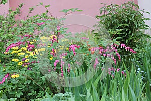 Flowering bleeding heart Lamprocapnos spectabilis, syn. Dicentra spectabilis plant with pink flowers