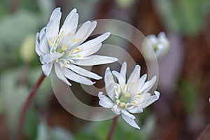 Flowering Bloodroot, Sanguinaria canadensis