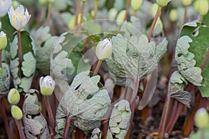 Flowering Bloodroot Sanguinaria canadensis, with budding flowers photo
