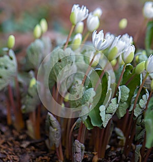 Flowering Bloodroot Sanguinaria canadensis, forrest floor photo