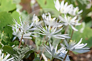 Flowering Bloodroot, Sanguinaria canadensis Star, white flowers in the sun