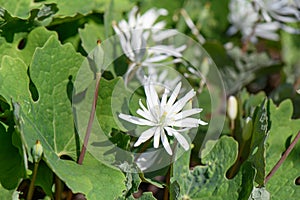 Flowering Bloodroot Sanguinaria canadensis Star, white inflorescence