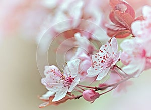 Flowering - blooming fruit tree