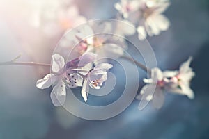 Flowering, blooming fruit tree - beautiful nature in spring