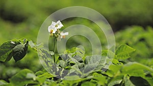 Flowering blooming green vernal sprouts of potato plant or solanum tuberosum growing on plantation in spring summer