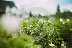 Flowering Blooming Green Vernal Sprouts Of Potato Plant Or Solanum Tuberosum Growing On Plantation In Spring Summer