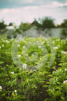 Flowering Blooming Green Vernal Sprouts Of Potato Plant Or Solanum Tuberosum Growing On Plantation In Spring Summer