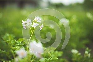 Flowering Blooming Green Vernal Sprouts Of Potato Plant Or Solanum Tuberosum Growing On Plantation In Spring Summer