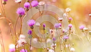 Flowering, blooming thistle - burdock