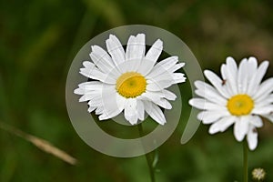 Flowering and Blooming Wild Daisies in a Field