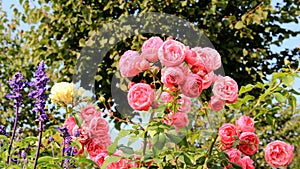 Flowering And Blossoming Pink Roses