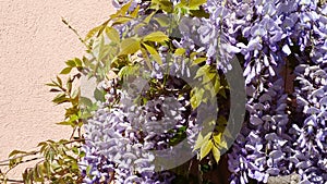 Flowering Blossoming Purple Wisteria