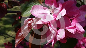 Pure Sweet Pink  Cherry Flowers photo